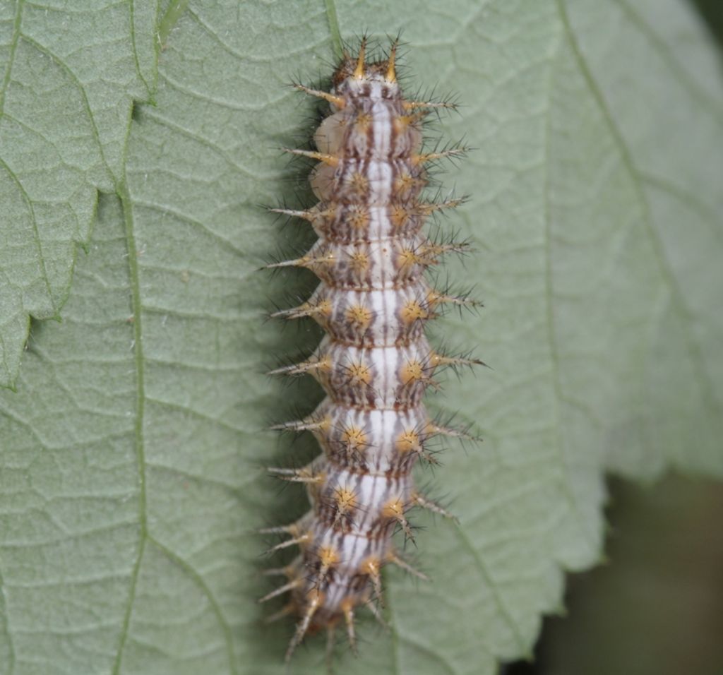 Bruco ID